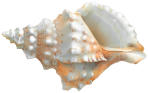a pretty sea shell